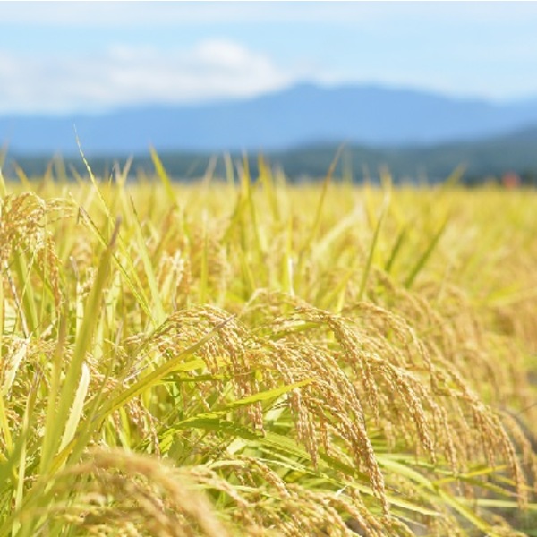 価格改定※越のかがやき 特別栽培米【令和6年度米 新潟産