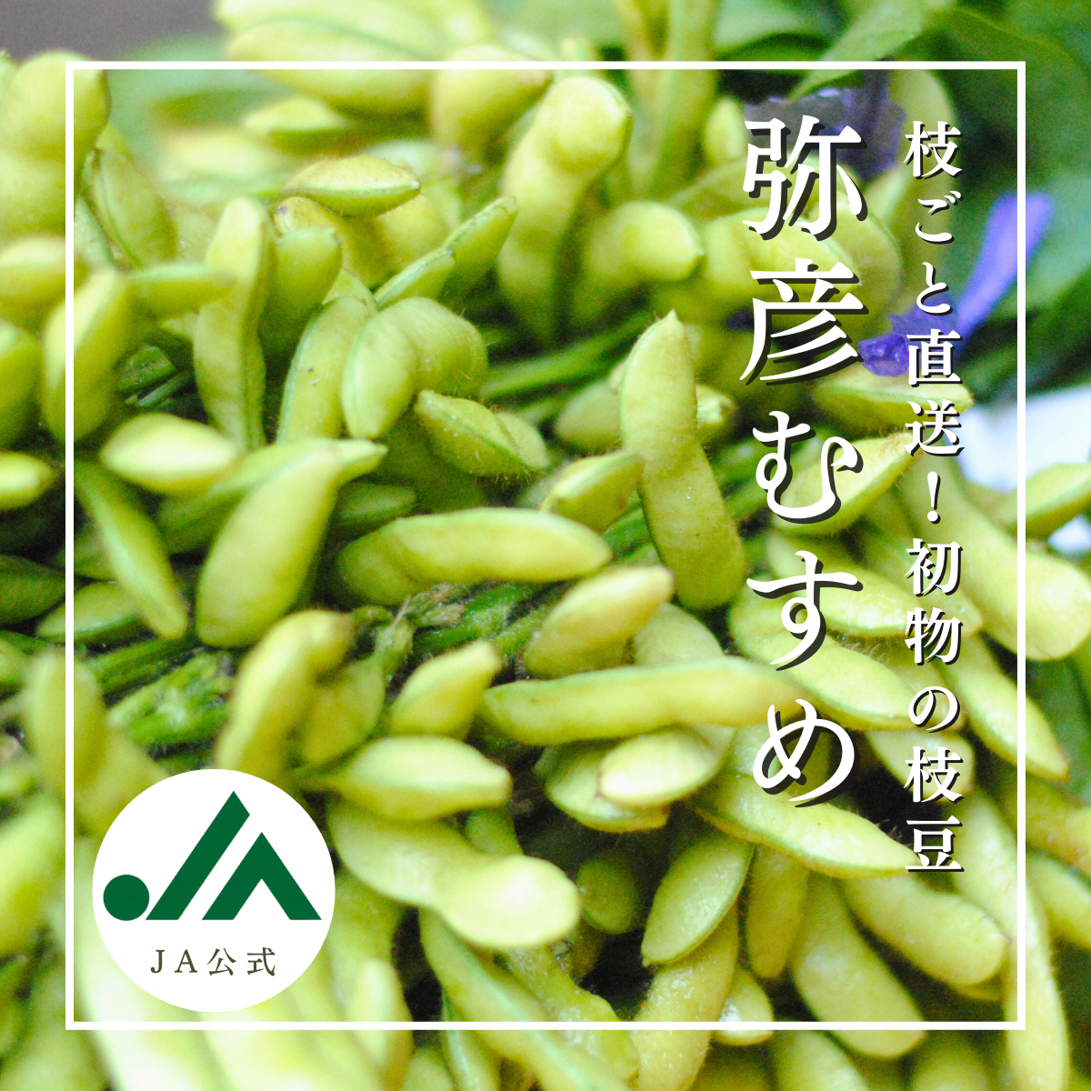 枝豆 ニチレイフーズ えだまめ 500g ( 枝豆 / おつまみ ) [ 4902130359552