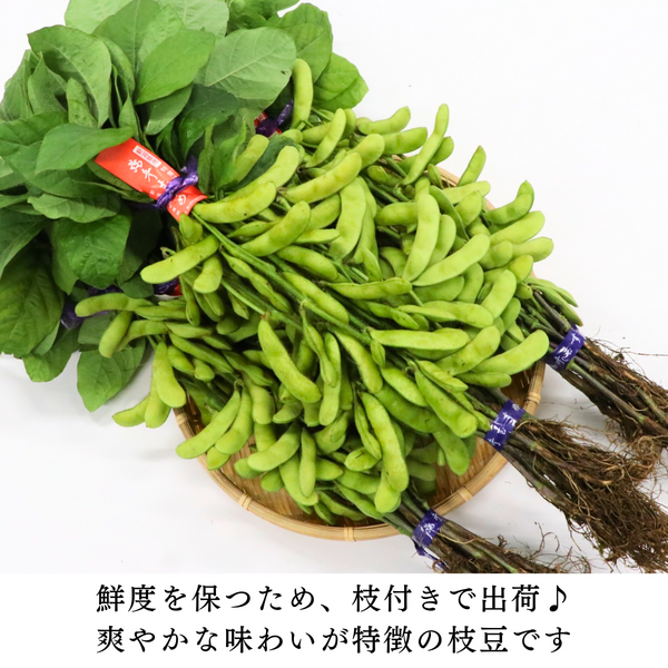 弥彦むすめ（初夏の香りの枝付き枝豆）【弥彦産】 | 新潟ごっつぉ産直