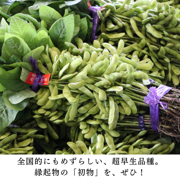 弥彦むすめ（初夏の香りの枝付き枝豆）【弥彦産】 | 新潟ごっつぉ産直