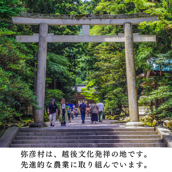 弥彦むすめ（初夏の香りの枝付き枝豆）【弥彦産】 | 新潟ごっつぉ産直