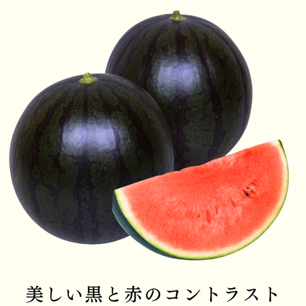 新潟西産】姫甘泉ブラック（黒小玉すいか） | 新潟ごっつぉ産直便 | JA