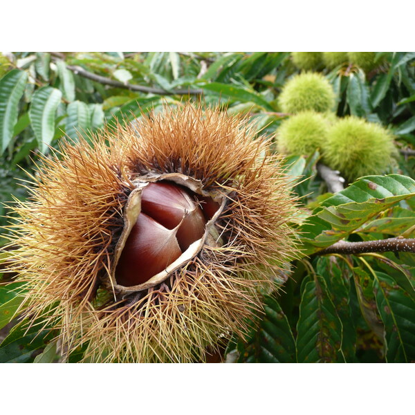 栗 800g | 新潟ごっつぉ産直便 | JA新潟かがやき公式通販サイト