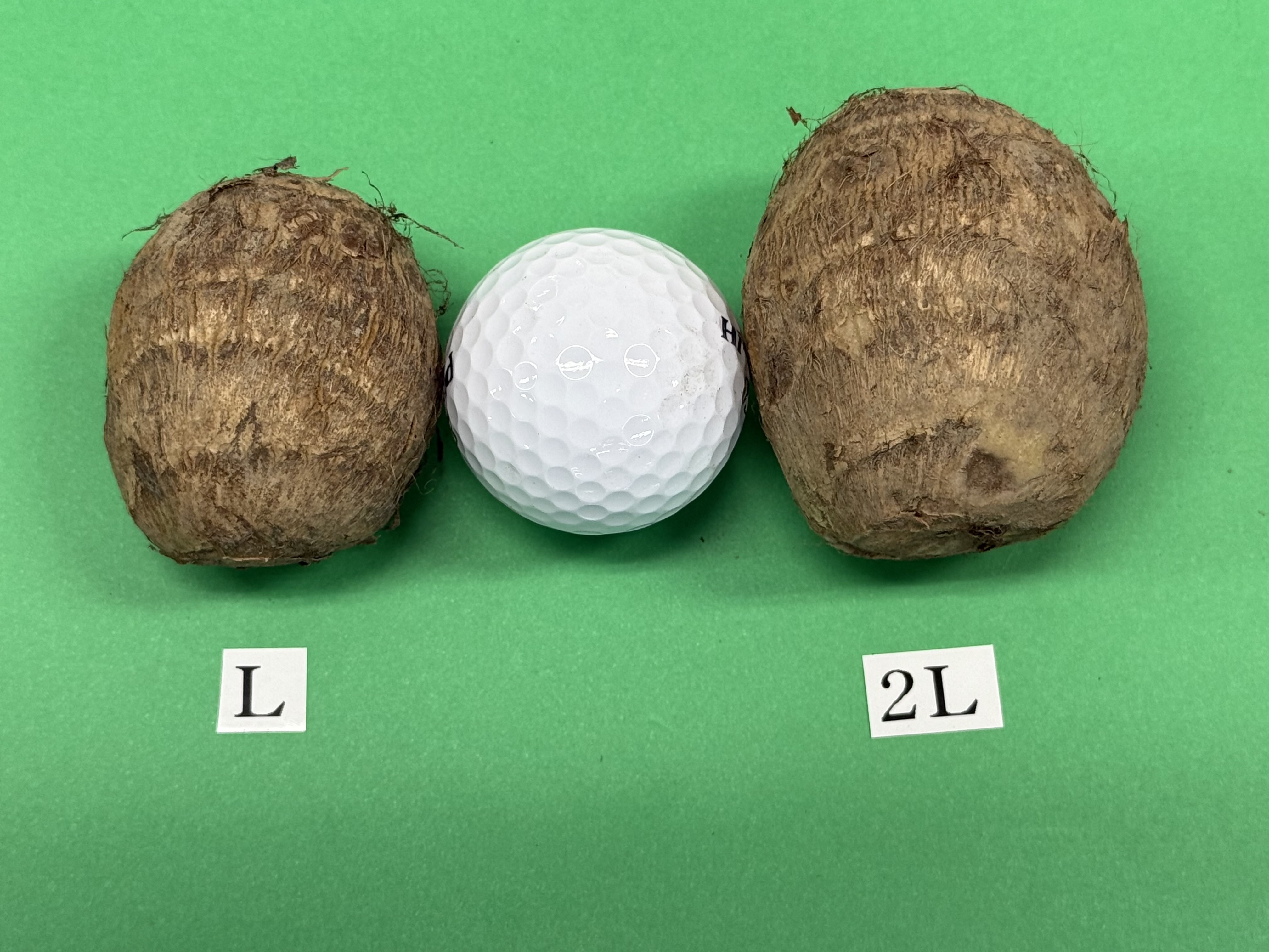 さといも帛乙女【五泉産】 | 新潟ごっつぉ産直便 | JA新潟