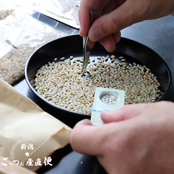 東蒲幻米 プレミアム 玄米30kgの商品画像 3