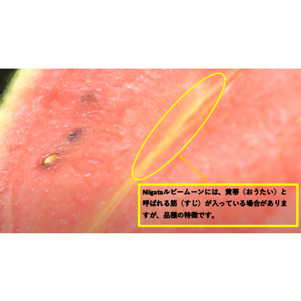 Niigataルビームーン（小玉すいか）【新潟市西区産】 | 新潟ごっつぉ