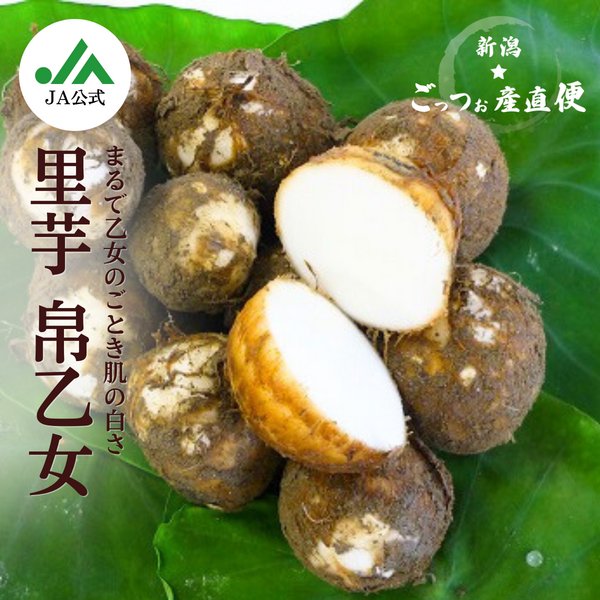 さといも帛乙女【五泉産】2.5kg（2L・Lサイズ混合） | 新潟ごっつぉ