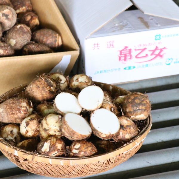 さといも帛乙女【五泉産】2.5kg（2L・Lサイズ混合） | 新潟ごっつぉ