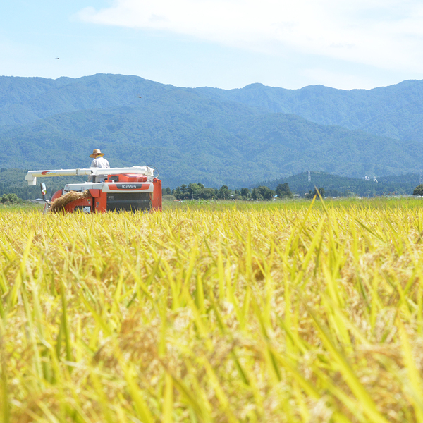 白山そだち 5kg・10kg【令和7年度米 越後五泉産】 | 新潟ごっつぉ産直