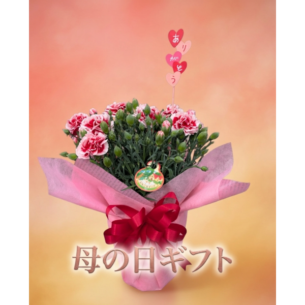 【母の日ギフト】季節の花々　※数量限定※