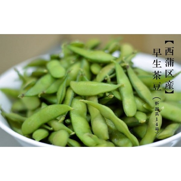 square_西蒲区産早生茶豆サムネ