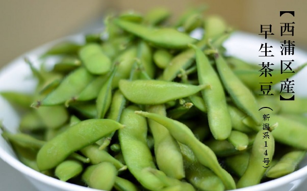 西蒲区産早生茶豆サムネ用.jpg