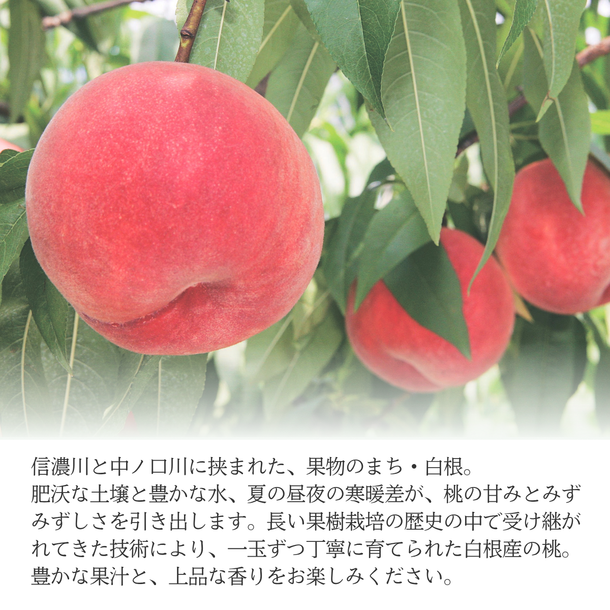 【白根産】旬の桃（8月中旬～9月上旬発送）の商品画像 2