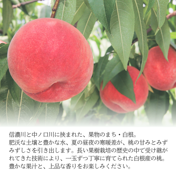 【白根産】旬の桃（8月中旬～9月上旬発送）の商品画像 2