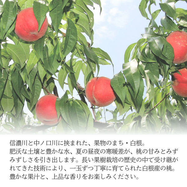 【白根産】旬の桃（7月下旬～8月上旬発送）の商品画像 2