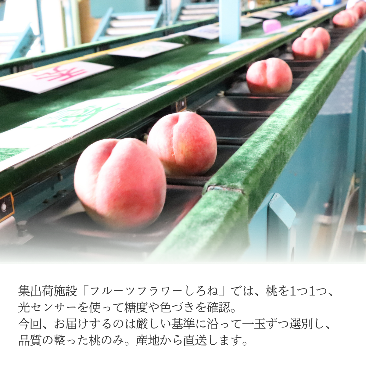 【白根産】旬の桃（7月下旬～8月上旬発送）の商品画像 3