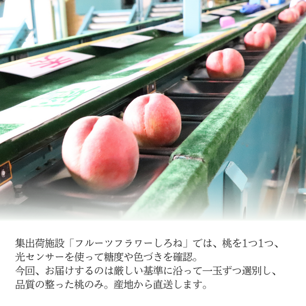 【白根産】旬の桃（7月下旬～8月上旬発送）の商品画像 3
