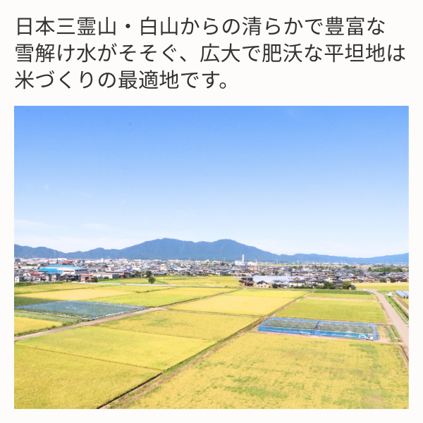白山そだち  5kg･10kg【令和7年度米 越後五泉産】の商品画像 2