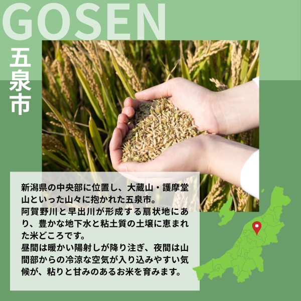 白山そだち  5kg･10kg【令和7年度米 越後五泉産】の商品画像 4