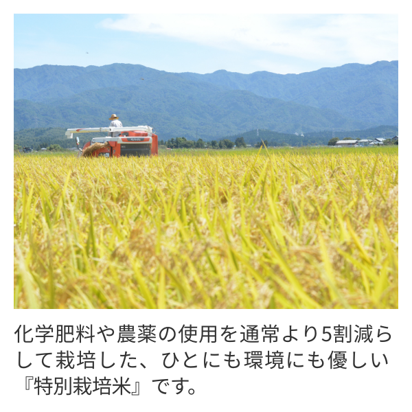 飛燕舞（ひえんまい）【令和7年度米 燕市産】特別栽培米コシヒカリの商品画像 2