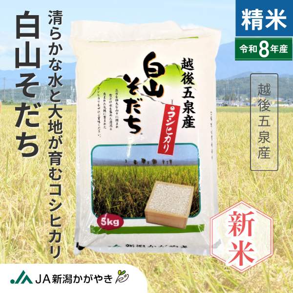 【令和8年産】白山そだち 【越後五泉産】