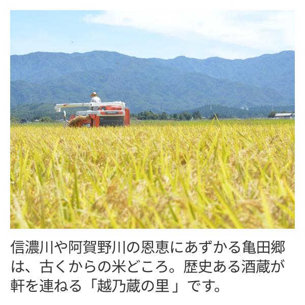 【令和7年産】亀田郷越乃蔵の里【亀田横越産】の商品画像 2