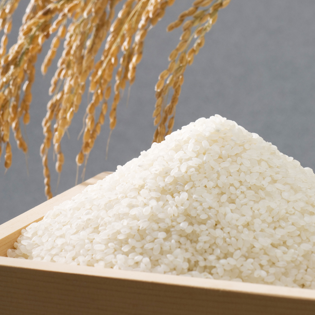 【令和7年産】白鳥の舞コシヒカリ 【阿賀野市産】の商品画像 2