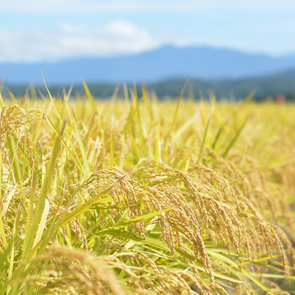 50本 ５種×10本 v.e.m.niigataさん専用 魚沼産新之助 5kg - 【川治米店】