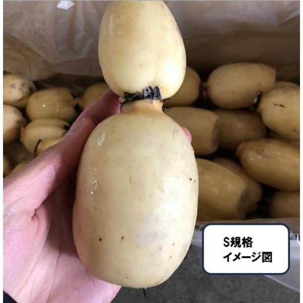 早堀 五泉美人（レンコン）2kg【五泉市産】 | 新潟ごっつぉ産直便